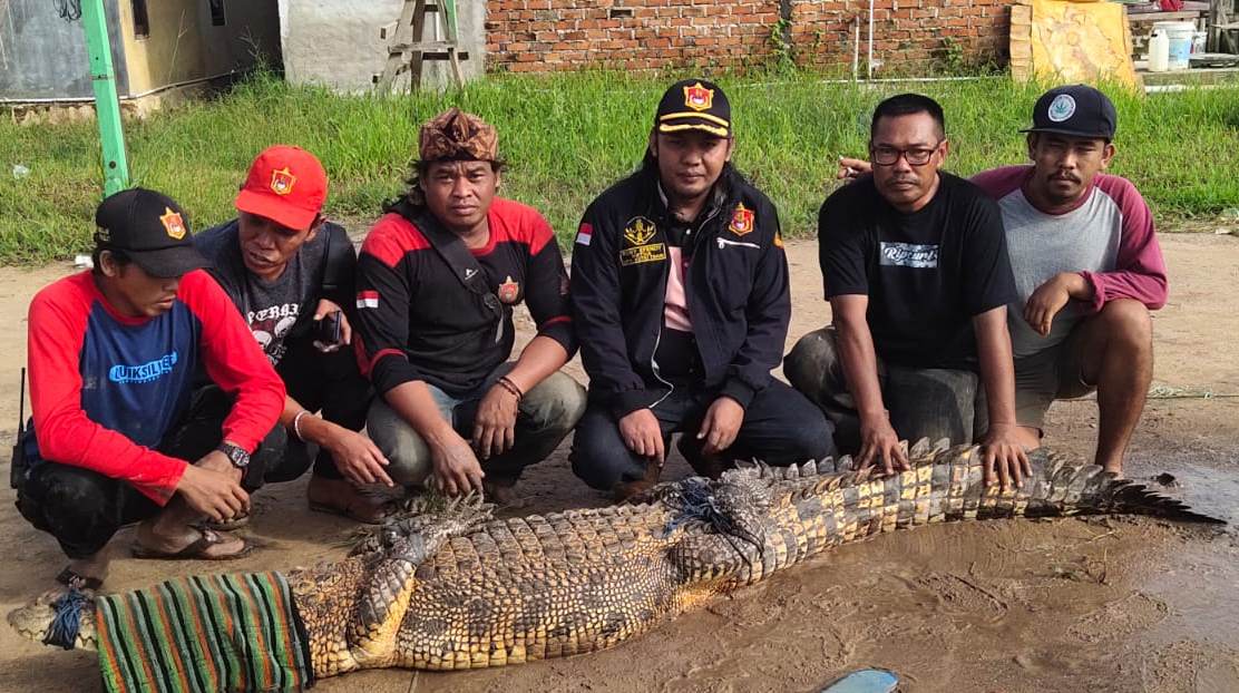 Sempat Lakukan Serangan Tiga Kali, Buaya Ukuran 3 Meter Berhasil Diamankan Tim LKK 2 WhatsApp Image 2021 11 17 at 08.17.30