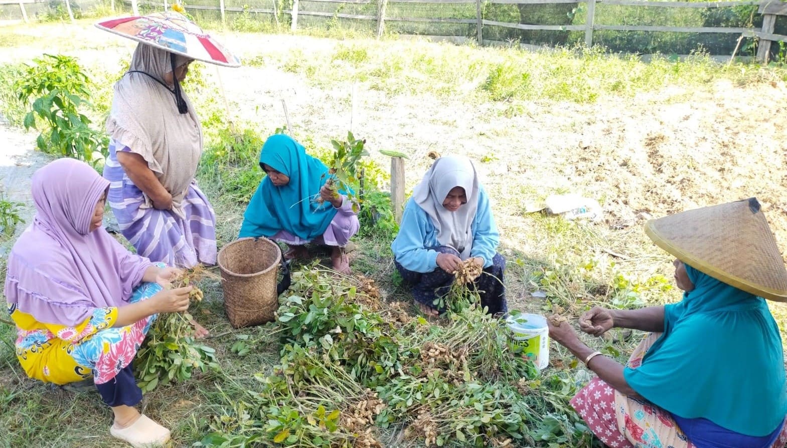 Kacang tanah