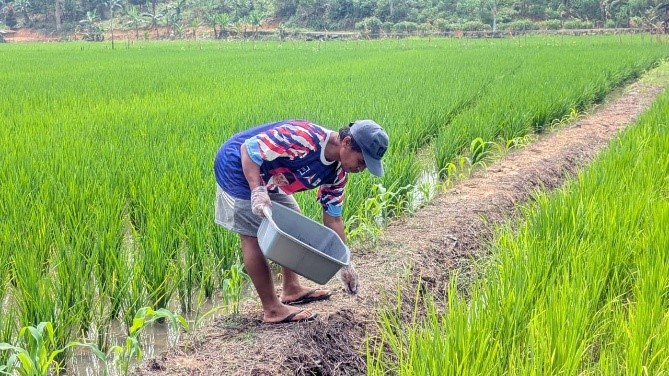Dampingi Petani Mengendalikan OPT Padi, PAMA Kutim Dorong Alternatif Pengendalian Hama Terpadu Murah dan Ramah Lingkungan 3 OPT PADI PAMA 3