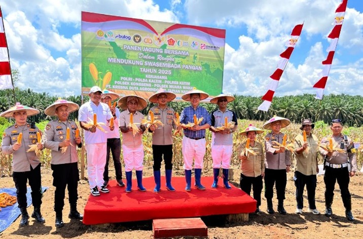 Panen Jagung Program Ketahanan Pangan Pemerintah, Sinarmas Tanami Kembali Lahan, Pastikan Berkesinambungan 2 SINARMAS JAGUNG 2