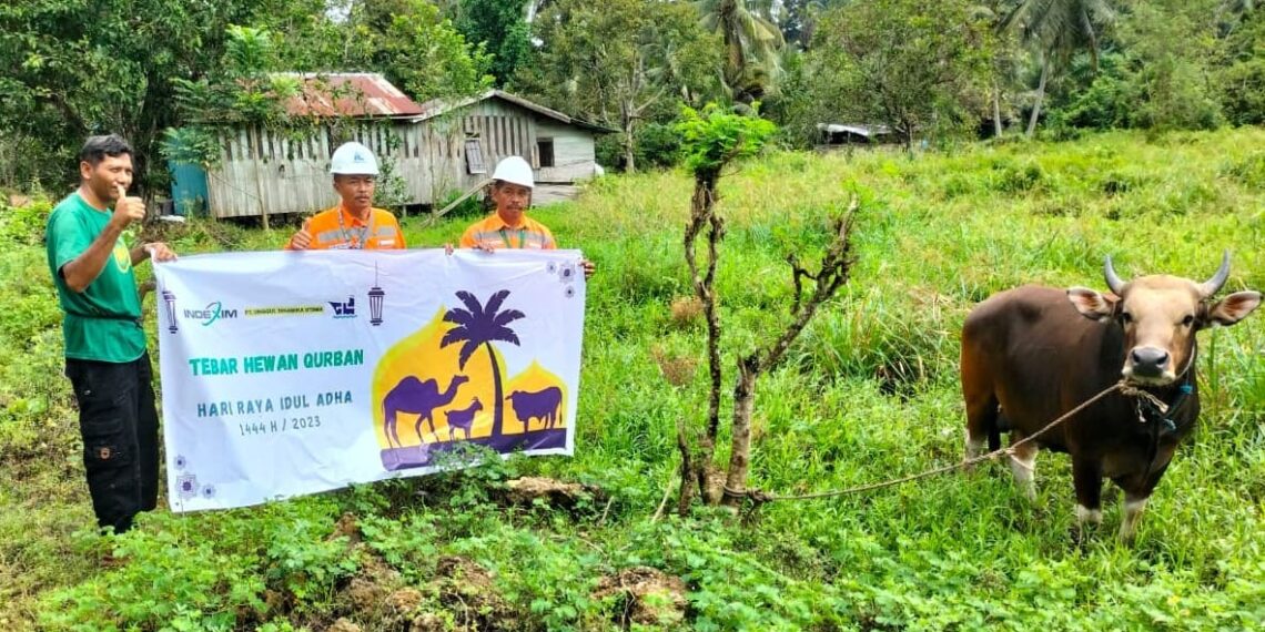 Sudah Jadi Agenda Rutin, 24 Desa Terima Hewan Kurban dari PT Indexim Coalindo 1 Hewan Kurban