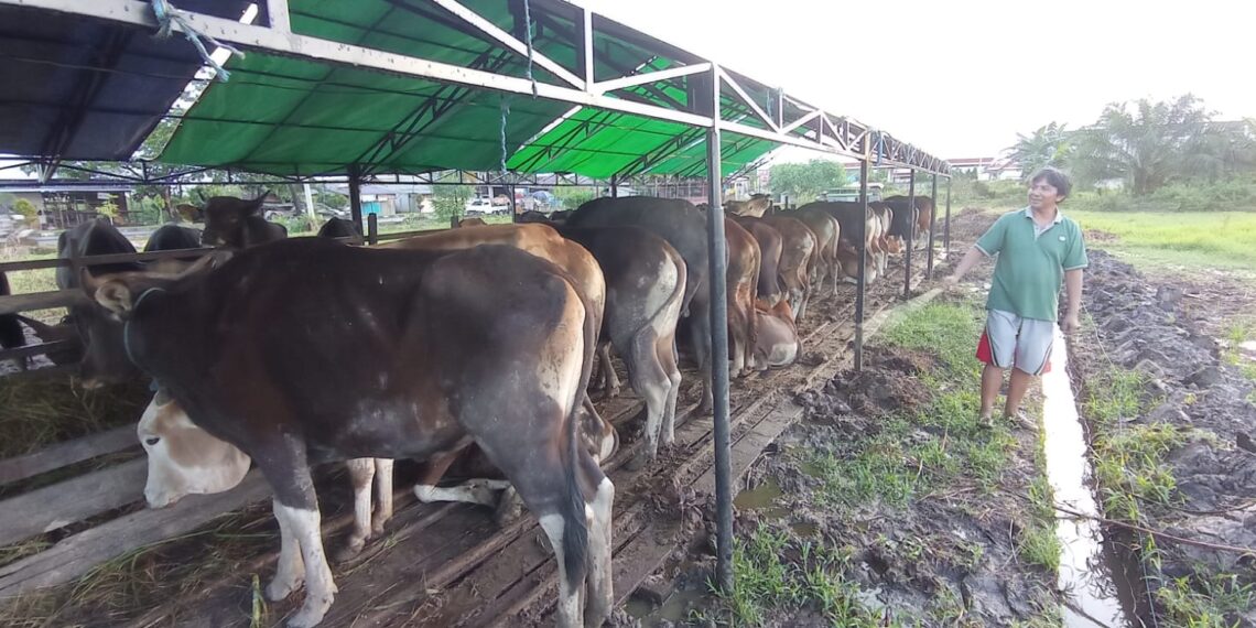 Harga Hewan Kurban Bervariasi 1 Harga Hewan Kurban Bervariasi