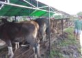 Harga Hewan Kurban Bervariasi
