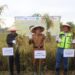 Panen Padi Organik di Teluk Pandan 11 Enclave Eks TNK Dipastikan Masuk Areal Usaha Masyarakat
