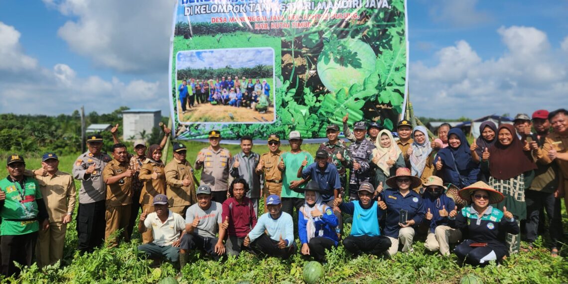 Ardiansyah Apresiasi Panen Semangka Poktan Lestari Mandiri Jaya 1 Ardiansyah Apresiasi Panen Semangka Poktan Lestari Mandiri Jaya