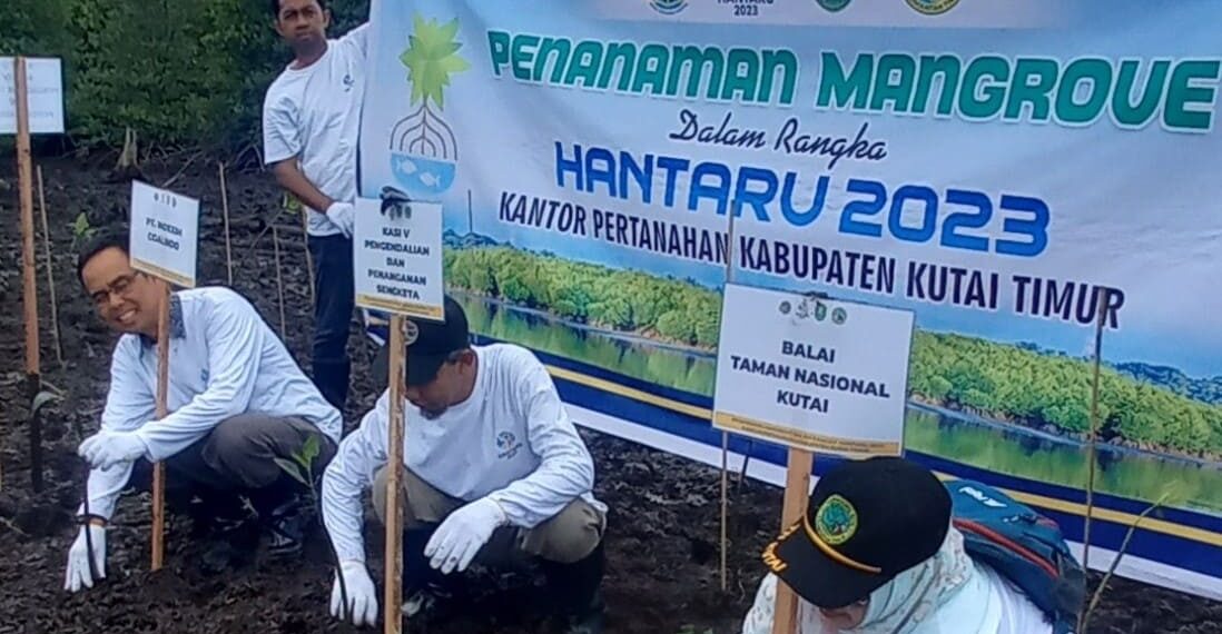 Tanam Mangrove di Muara Gabus, PT Indexim Coalindo Berkolaborasi dengan Kantor Pertanahan Kutim 1 Mangrove