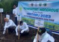 Tanam Mangrove di Muara Gabus, PT Indexim Coalindo Berkolaborasi dengan Kantor Pertanahan Kutim 13 Mangrove