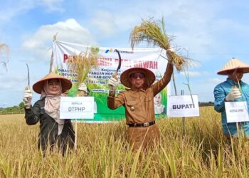 Padi sawah