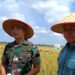 Apresiasi Panen Benih Padi Sawah Sangatta Selatan, Dandim 0909/KTM dan Ketua DPRD Kutim Siap Dukung Penuh 10 Apresiasi Panen Benih Padi Sawah Sangatta Selatan, Dandim 0909/KTM dan Ketua DPRD Kutim Siap Dukung Penuh
