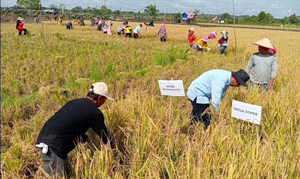 Inovasi Pertanian di Sangatta Selatan Patut Diapresiasi
