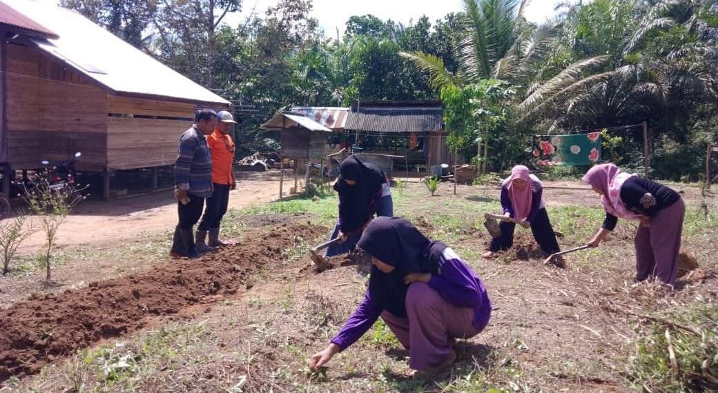 Hortikultura