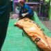 Penuh Luka Gigitan, Jasad Korban Diterkam Buaya di Desa Pelawan Ditemukan 50 Meter dari TKP 11 buaya