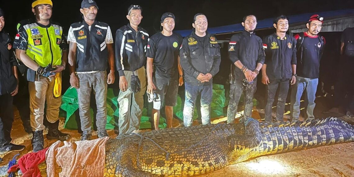 Buaya