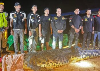 Buaya