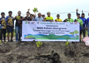Mangrove