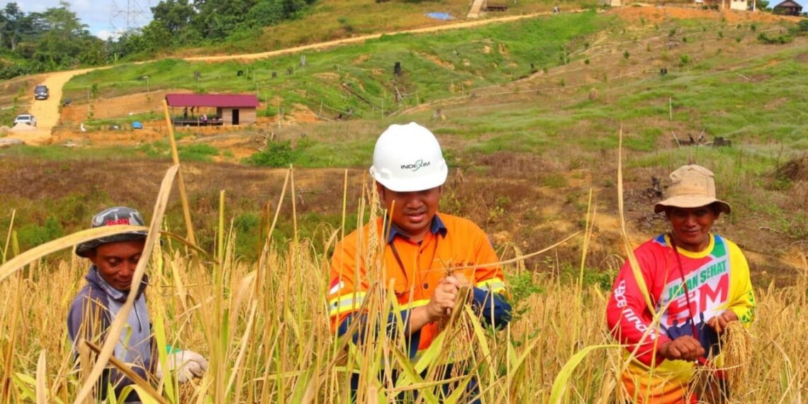 Kelompok Tani Dampingan PT Indexim Coalindo Panen Perdana Padi Gunung 1 Padi Gunung