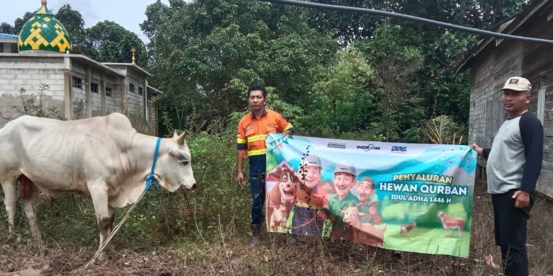 Berdayakan Peternak Lokal, PT Indexim Coalindo Salurkan Hewan Kurban ke Desa-desa Lingkar Tambang 1 Hewan Kurban
