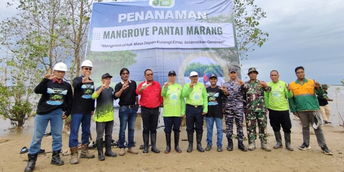 Tanam Mangrove di Pantai Marang, Pemdes Kaliorang Wariskan Kelestarian Alam bagi Generasi Masa Depan 1 Mangrove
