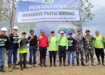 Mangrove