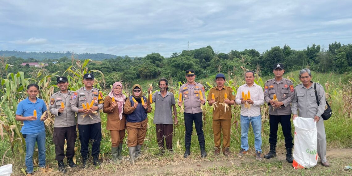 Capai 1 Ton, Polsek Teluk Pandan dan Petani Martadinata Panen Jagung 1 Capai 1 Ton, Polsek Teluk Pandan dan Petani Martadinata Panen Jagung