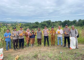 Capai 1 Ton, Polsek Teluk Pandan dan Petani Martadinata Panen Jagung