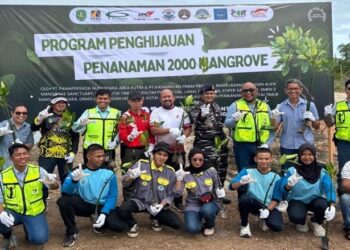 Mangrove