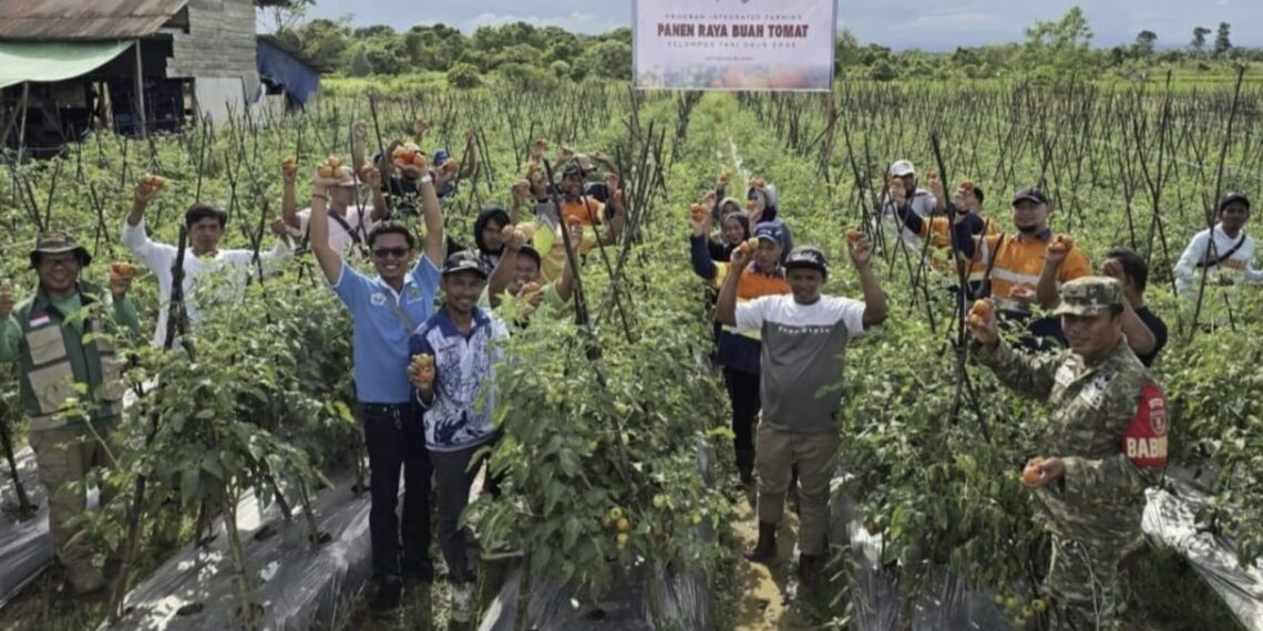 Berpotensi Capai 5-7 Ton, Petani Dampingan PT Indexim Coalindo Panen Perdana Buah Tomat 1 Berpotensi Capai 5-7 Ton, Petani Dampingan PT Indexim Coalindo Panen Perdana Buah Tomat