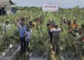 Berpotensi Capai 5-7 Ton, Petani Dampingan PT Indexim Coalindo Panen Perdana Buah Tomat 