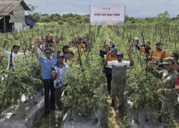 Berpotensi Capai 5-7 Ton, Petani Dampingan PT Indexim Coalindo Panen Perdana Buah Tomat 