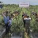 Berpotensi Capai 5-7 Ton, Petani Dampingan PT Indexim Coalindo Panen Perdana Buah Tomat 11 Berpotensi Capai 5-7 Ton, Petani Dampingan PT Indexim Coalindo Panen Perdana Buah Tomat