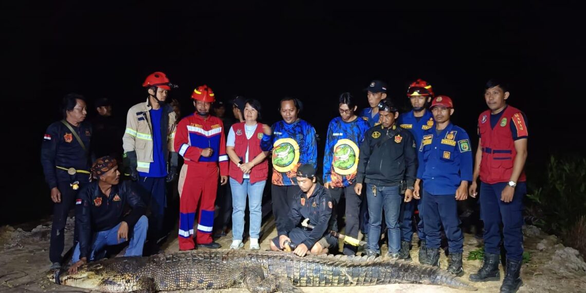 Kejar Layang-layang Putus, Bocah 13 Tahun Diterkam Hewan Buas, Tim Gabungan Evakuasi Buaya Sepanjang 3,90 Meter